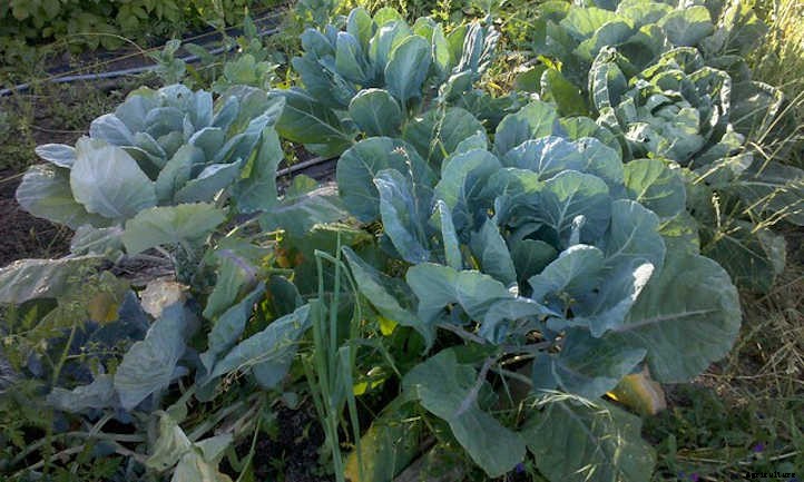 Growing Brussel Sprouts: They’re Nutritious and Delicious!