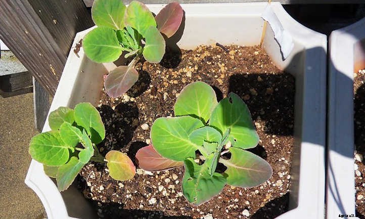 Growing Brussel Sprouts: They’re Nutritious and Delicious!