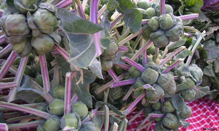 Growing Brussel Sprouts: They’re Nutritious and Delicious!
