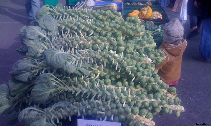 Growing Brussel Sprouts: They’re Nutritious and Delicious!