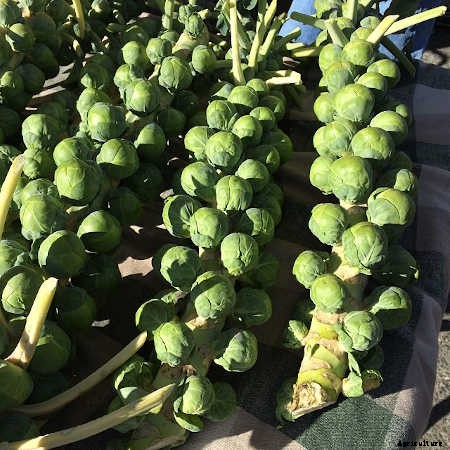 Growing Brussel Sprouts: They’re Nutritious and Delicious!