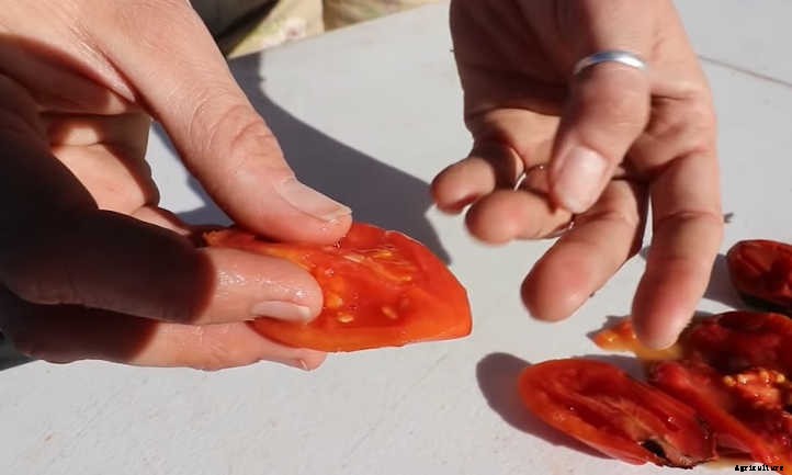 How To Save Tomato Seeds For Next Year