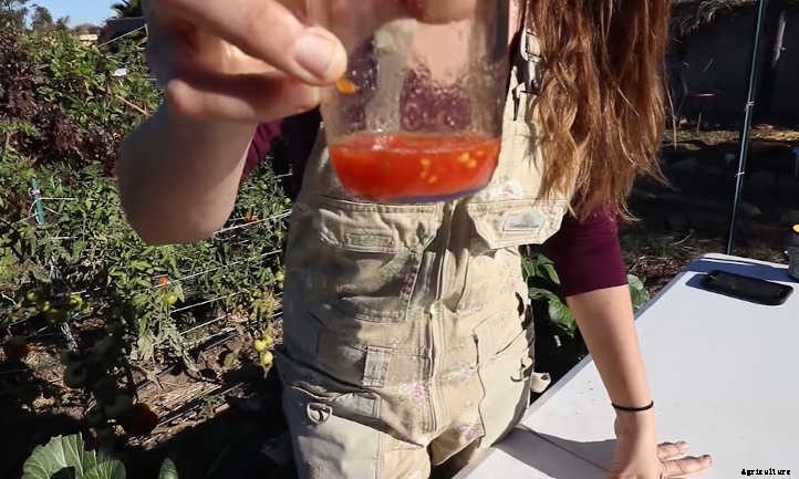 How To Save Tomato Seeds For Next Year