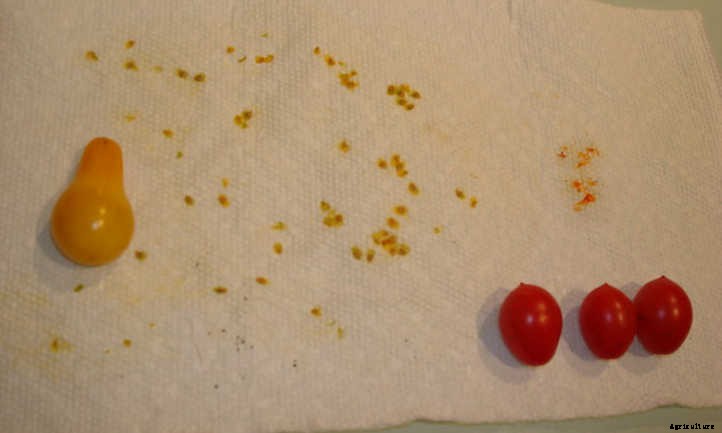 How To Save Tomato Seeds For Next Year