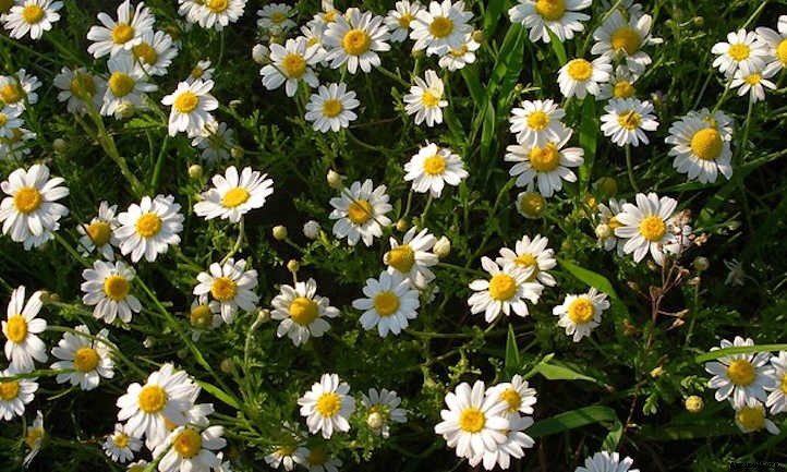 Growing Chamomile for a Peaceful Garden