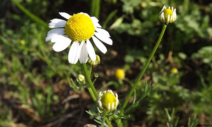 Growing Chamomile for a Peaceful Garden