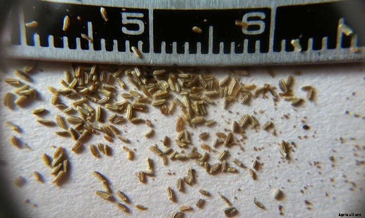 Growing Chamomile for a Peaceful Garden