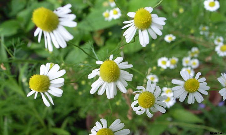 Growing Chamomile for a Peaceful Garden