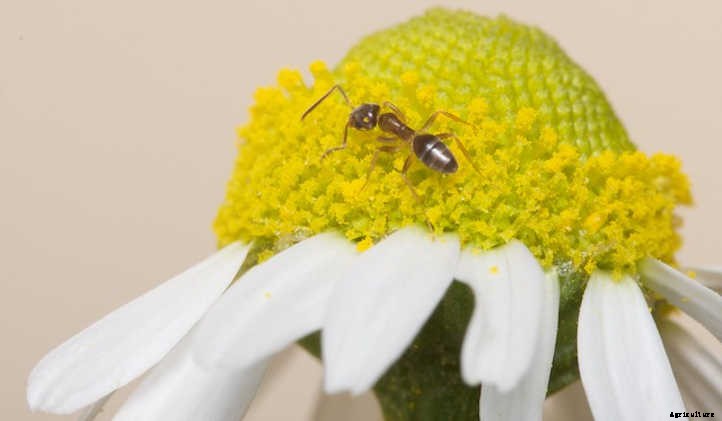 Growing Chamomile for a Peaceful Garden