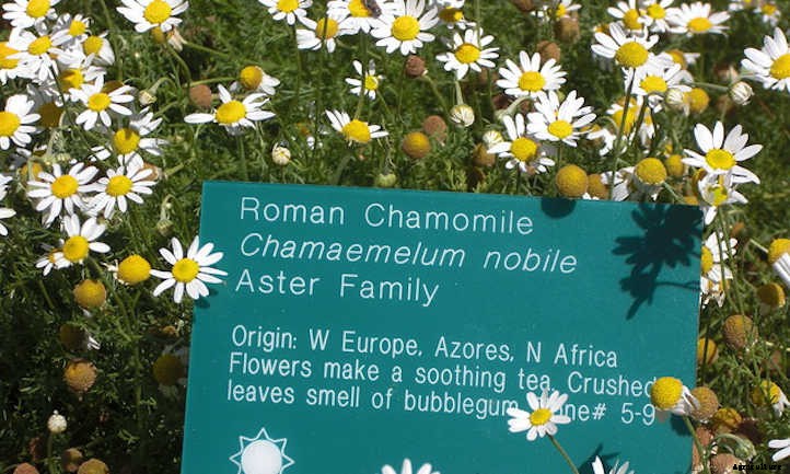 Growing Chamomile for a Peaceful Garden