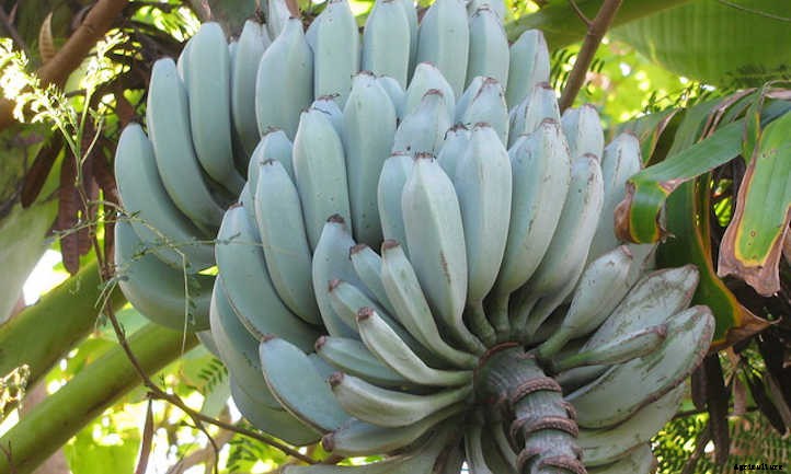 Blue Java Banana: The Ice Cream Banana Plant
