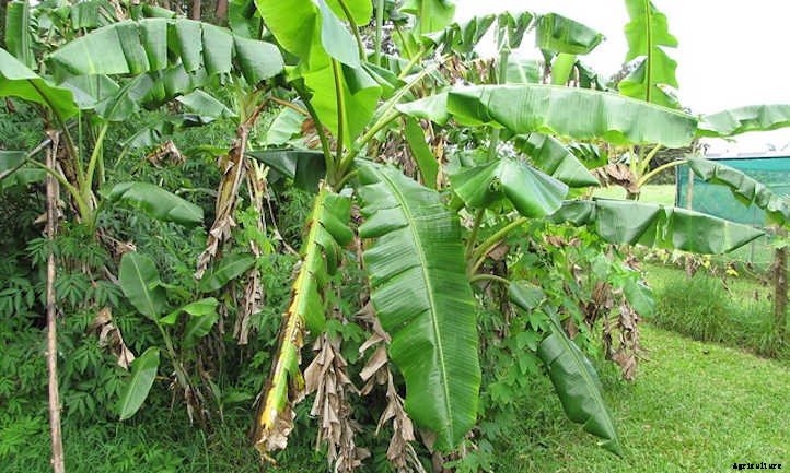 Blue Java Banana: The Ice Cream Banana Plant
