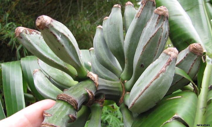 Blue Java Banana: The Ice Cream Banana Plant