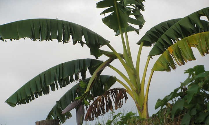 Blue Java Banana: The Ice Cream Banana Plant