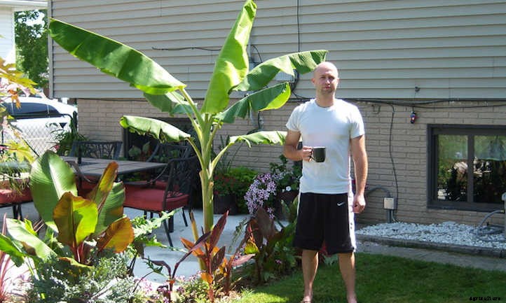 Blue Java Banana: The Ice Cream Banana Plant