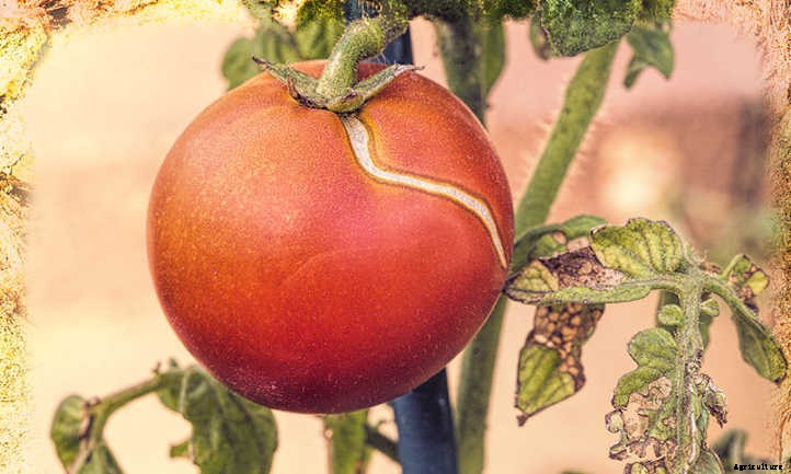 Why Do Tomatoes Split On The Vine?