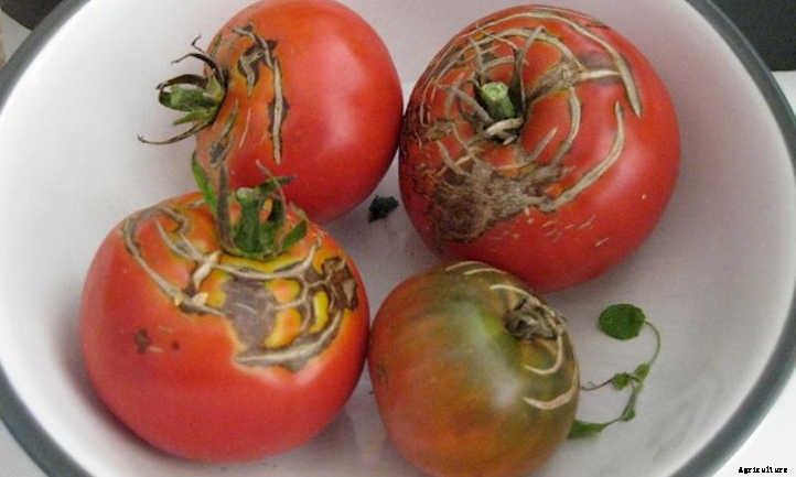 Why Do Tomatoes Split On The Vine?