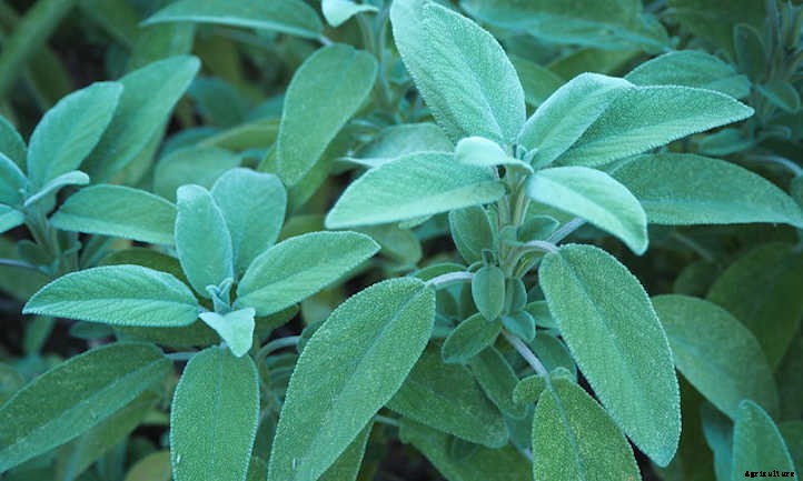 Types Of Sage From Culinary To Colorful