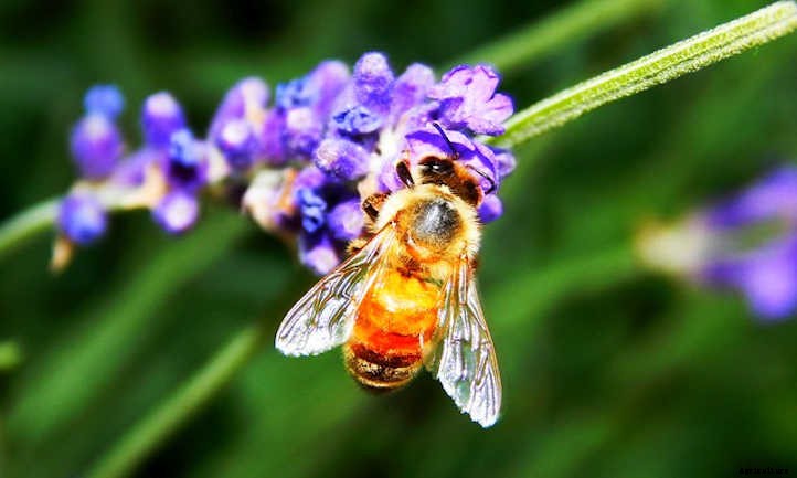 Types Of Sage From Culinary To Colorful