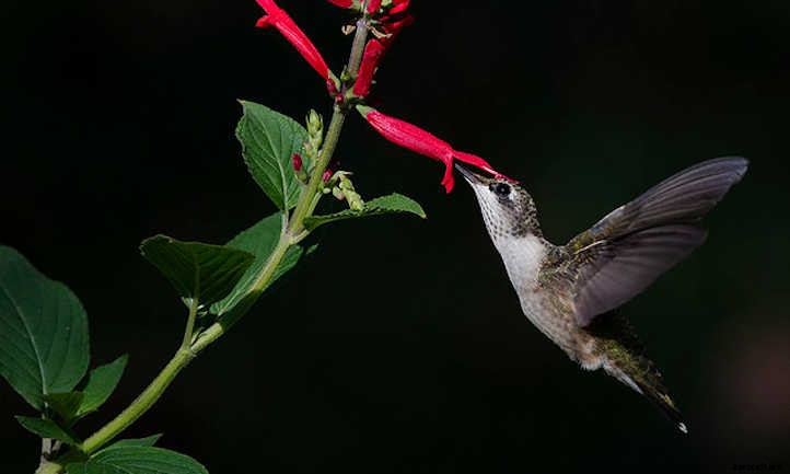 Types Of Sage From Culinary To Colorful