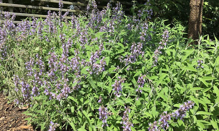 Types Of Sage From Culinary To Colorful