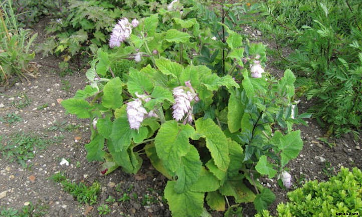 Types Of Sage From Culinary To Colorful