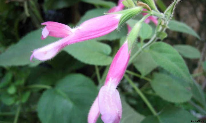 Types Of Sage From Culinary To Colorful