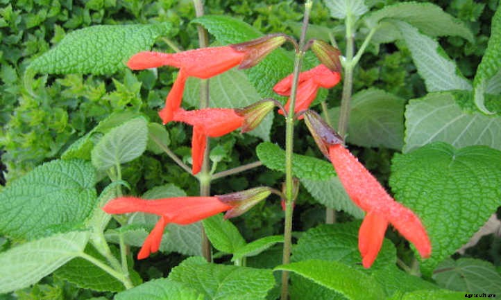Types Of Sage From Culinary To Colorful