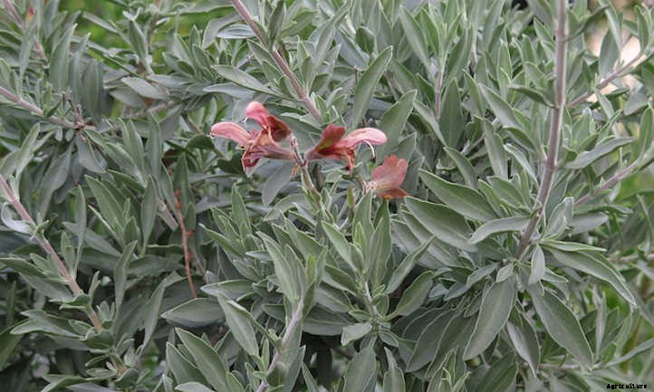 Types Of Sage From Culinary To Colorful