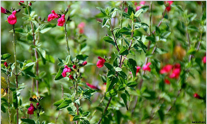 Types Of Sage From Culinary To Colorful