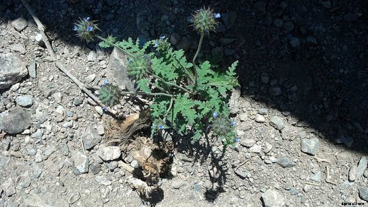 Types Of Sage From Culinary To Colorful