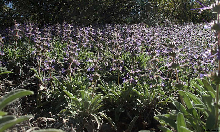 Types Of Sage From Culinary To Colorful