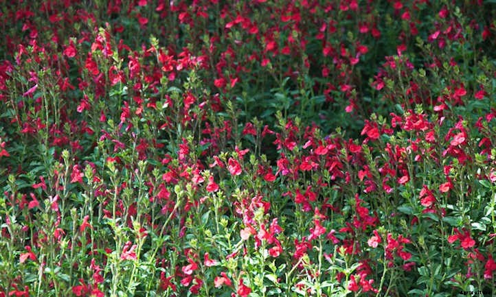 Types Of Sage From Culinary To Colorful