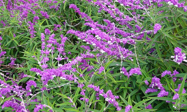 Types Of Sage From Culinary To Colorful