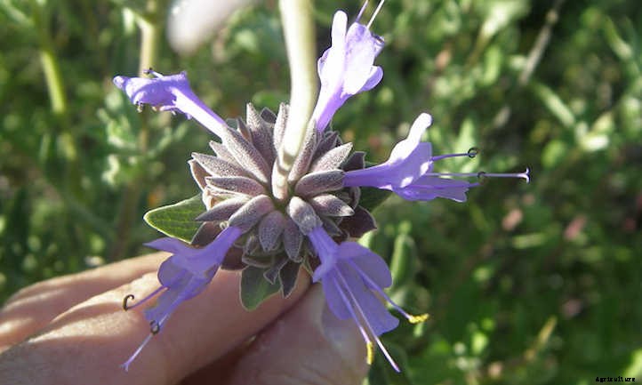 Types Of Sage From Culinary To Colorful