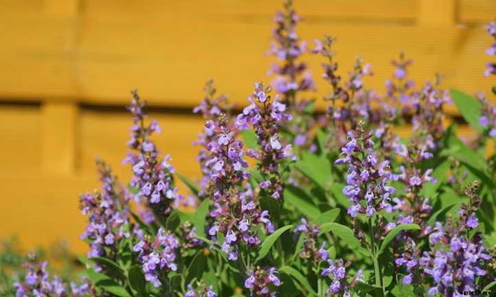 How To Grow Sage To Cook With