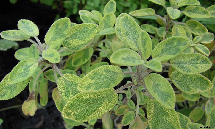 How To Grow Sage To Cook With