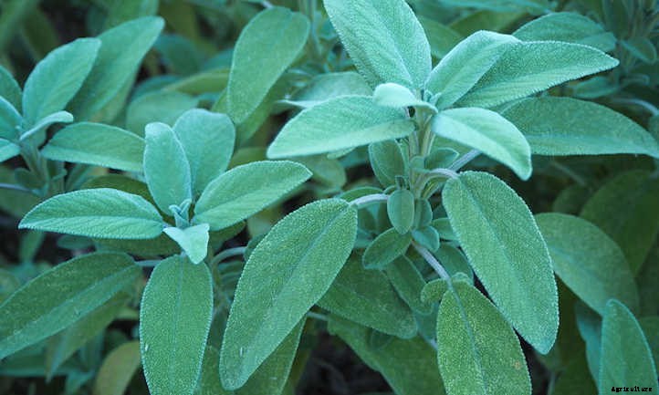 How To Grow Sage To Cook With