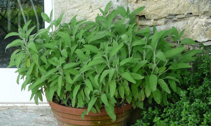 How To Grow Sage To Cook With