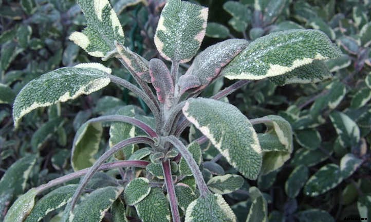 How To Grow Sage To Cook With