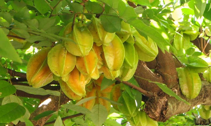 Star Fruit Tree: Growing Unique Tropical Fruit