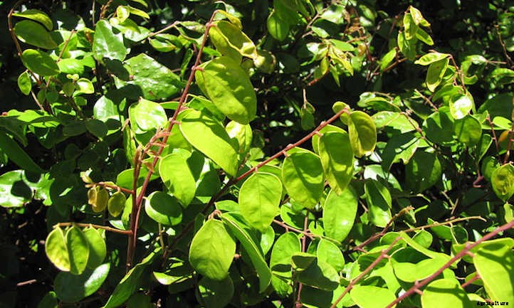 Star Fruit Tree: Growing Unique Tropical Fruit
