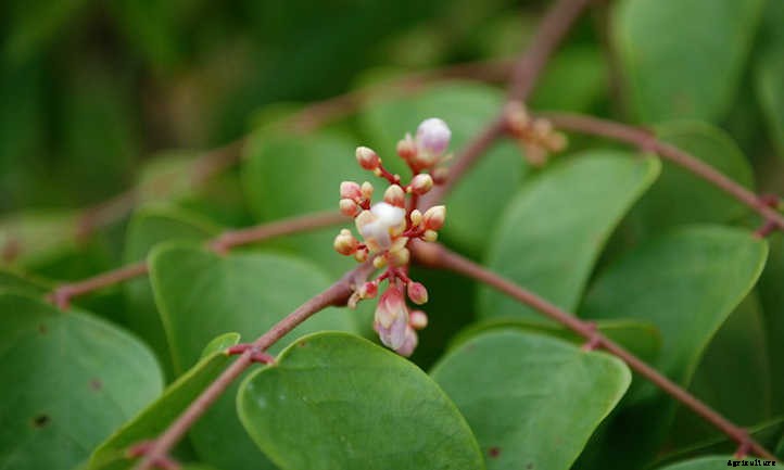 Star Fruit Tree: Growing Unique Tropical Fruit