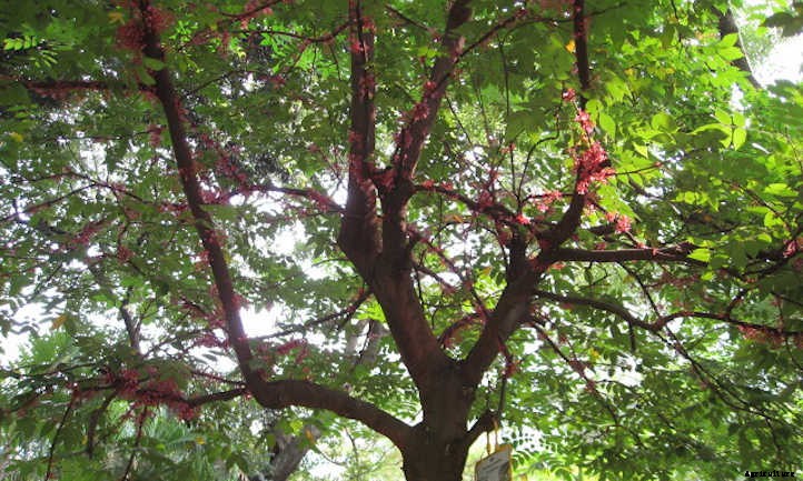 Star Fruit Tree: Growing Unique Tropical Fruit