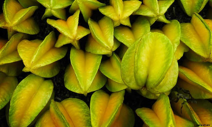 Star Fruit Tree: Growing Unique Tropical Fruit