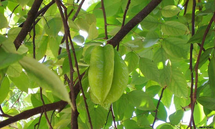 Star Fruit Tree: Growing Unique Tropical Fruit