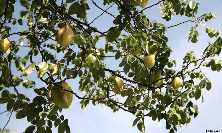 Star Fruit Tree: Growing Unique Tropical Fruit