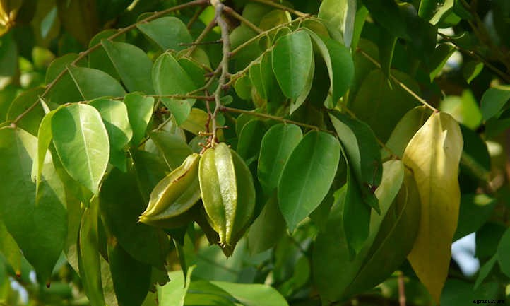 Star Fruit Tree: Growing Unique Tropical Fruit