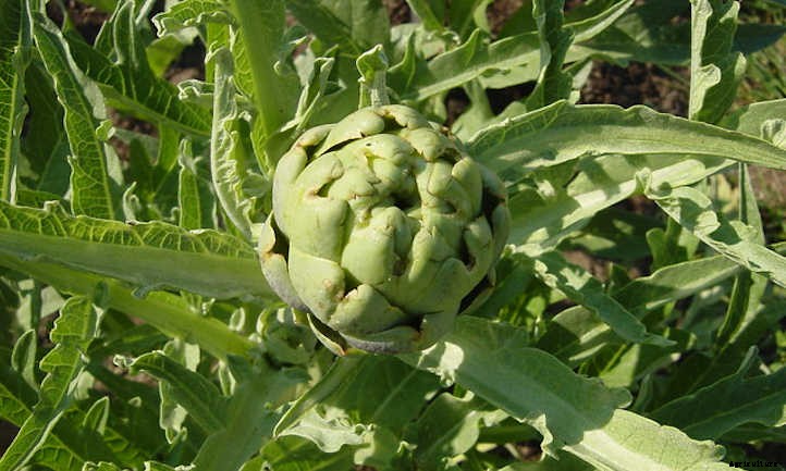 Growing Artichokes for Prickly Gardening Fun