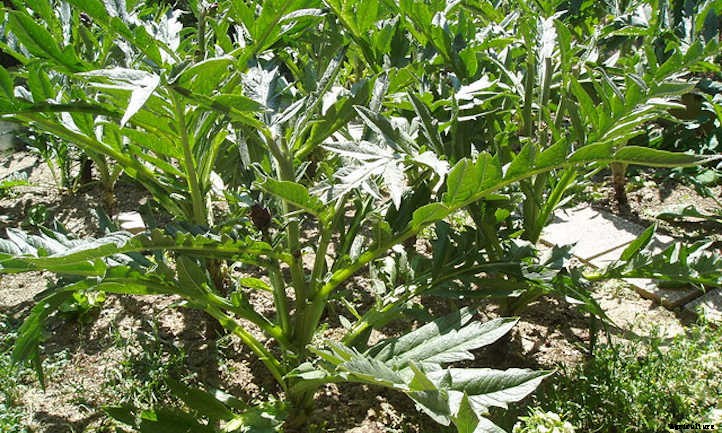 Growing Artichokes for Prickly Gardening Fun